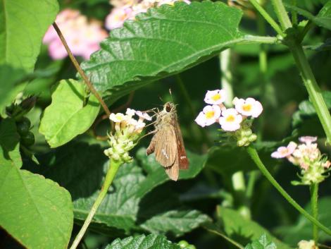 イチモンジセセリ