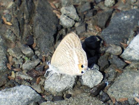 ウラナミシジミ