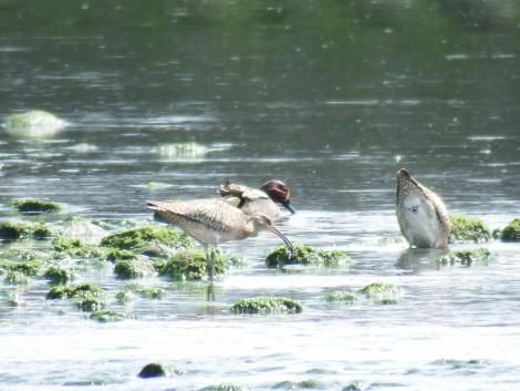 チュウシャクシギ、キアシシギ、コガモ