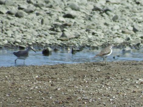 イソシギとキアシシギ