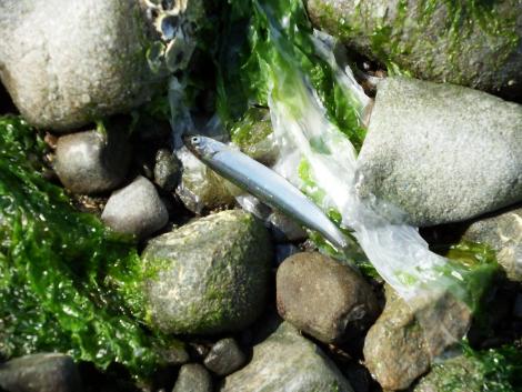 カタクチイワシ