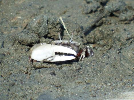 ハクセンシオマネキ