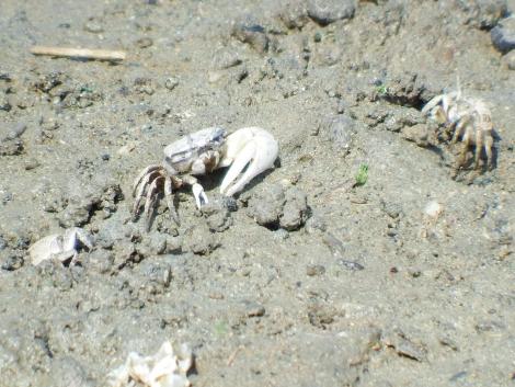 ハクセンシオマネキ