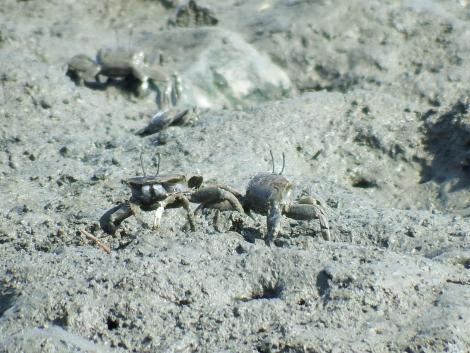 ヤマトオサガニ