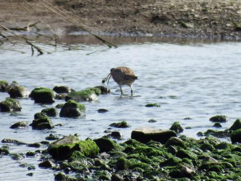 チュウシャクシギ