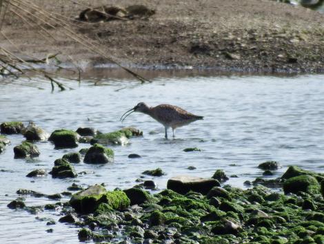 チュウシャクシギ