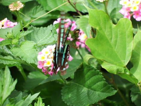 アオスジアゲハ