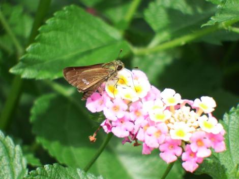 イチモンジセセリ