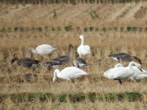 コハクチョウ、オオヒシクイ、シジュウカラガン