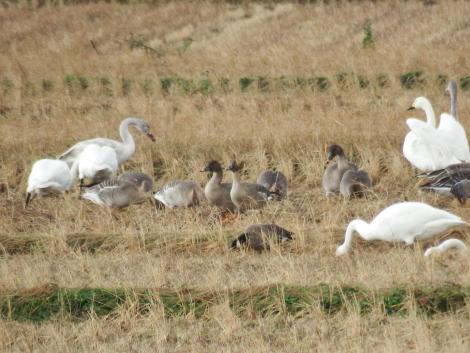 コハクチョウ、オオヒシクイ、シジュウカラガン