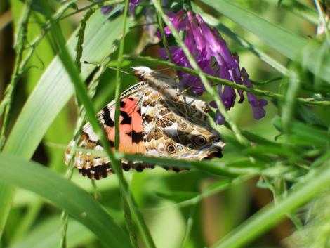 ヒメアカタテハ