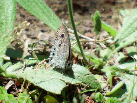 ヒメウラナミジャノメ