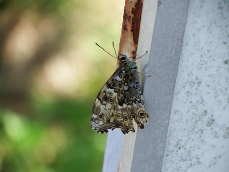 サトキマダラヒカゲ