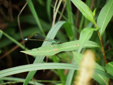アオモンイトトンボ