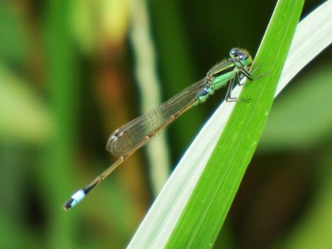 アオモンイトトンボ