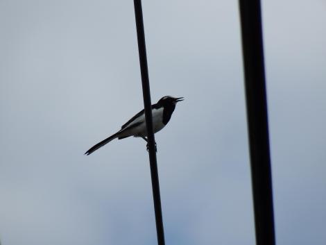 セグロセキレイ