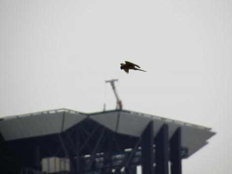 チョウゲンボウ