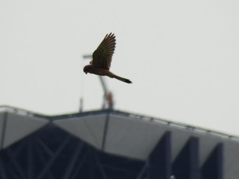 チョウゲンボウ