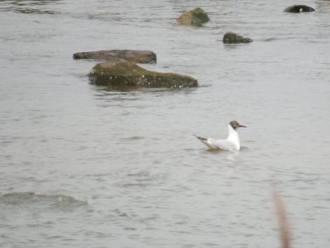 夏羽のユリカモメ