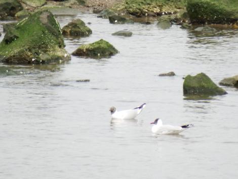 夏羽のユリカモメ