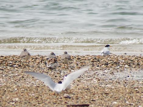 コアジサシ、キアシシギ、ハマシギ