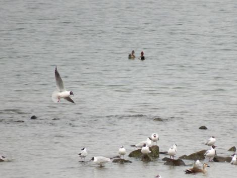 夏羽のユリカモメ
