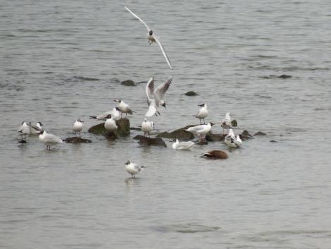 夏羽のユリカモメ