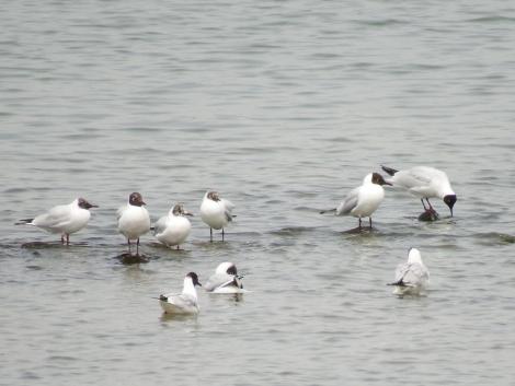 夏羽のユリカモメ