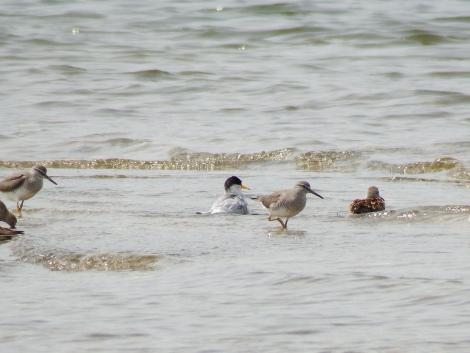 コアジサシ、キアシシギ、ハマシギ