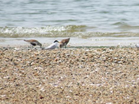 コアジサシ、キアシシギ、ハマシギ