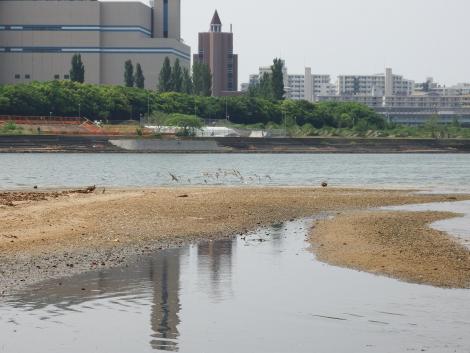 ハマシギ、チュウシャクシギ