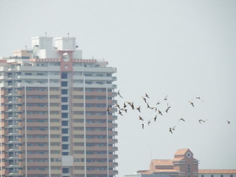ハマシギ、コアジサシ