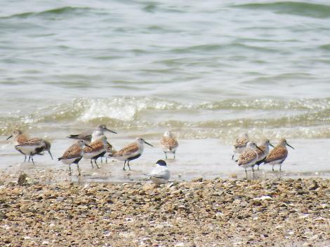 コアジサシ、キアシシギ、ハマシギ