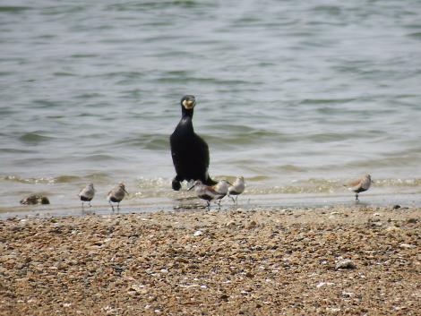 ハマシギ、カワウ