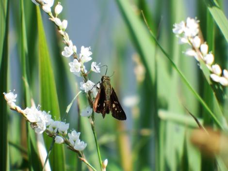 イチモンジセセリ