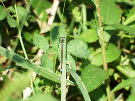 アオモンイトトンボ