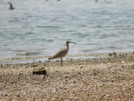 チュウシャクシギ