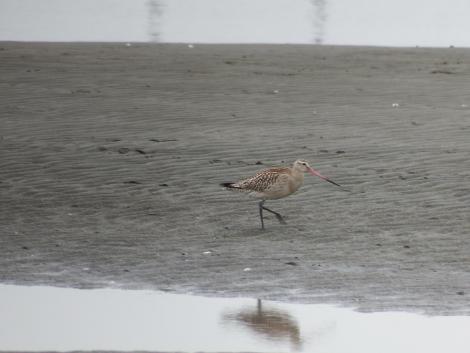 オオソリハシシギ