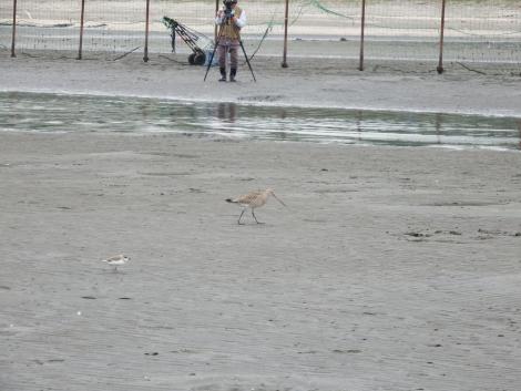 オオソリハシシギとシロチドリ