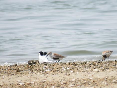 コアジサシとハマシギ