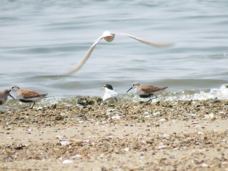 コアジサシとハマシギ