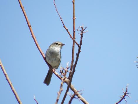毛馬のウグイス