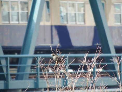 ハッカチョウと阪神電車