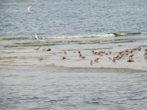 コアジサシ、ハマシギ、キアシシギ