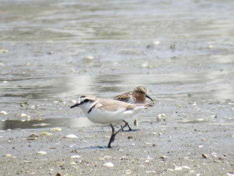 シロチドリとトウネン