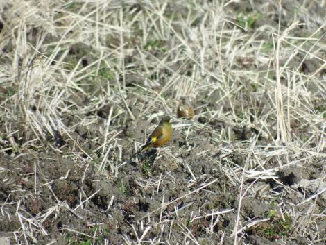 田んぼのカワラヒワ