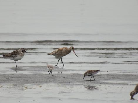 オオソリハシシギ、ミユビシギ、ハマシギ