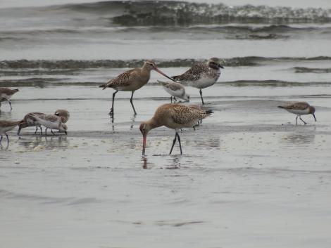 オオソリハシシギ、ダイゼン、ミユビシギ、ハマシギ