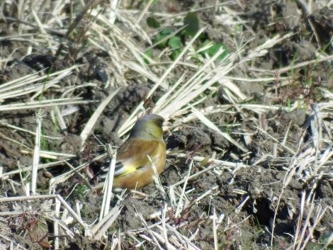 田んぼのカワラヒワ
