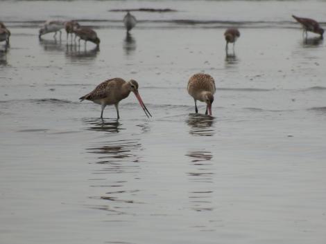 オオソリハシシギ、ミユビシギ、ハマシギ